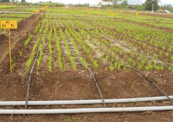 Drip Irrigation Installation